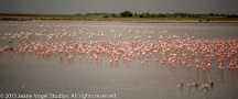 Lesser and Greater Flamingo in a temporary water hole on the veld. ©2015 Jeane Vogel Studios